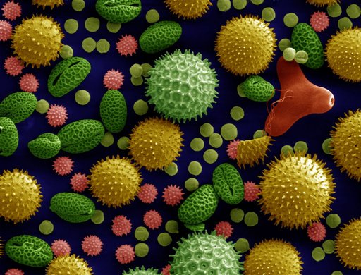 Portrait of Pollen