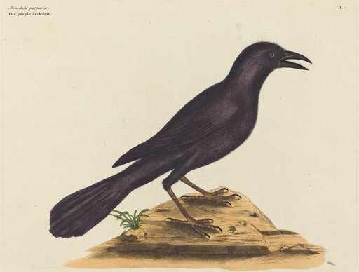 Portrait of Mark Catesby