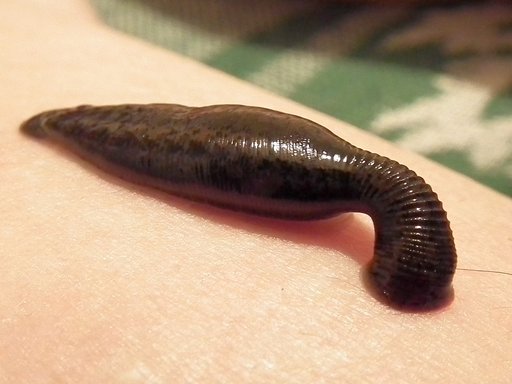 Portrait of Leech