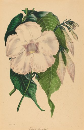 Portrait of Samuel Holden