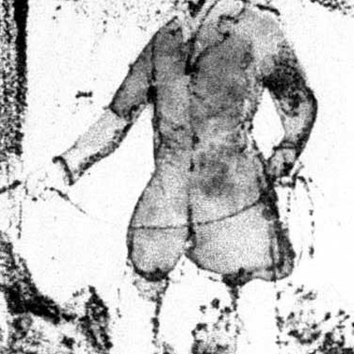 Portrait of Frederick Catherwood