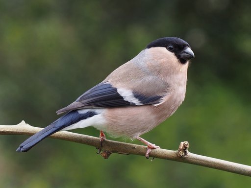 Portrait of Finch