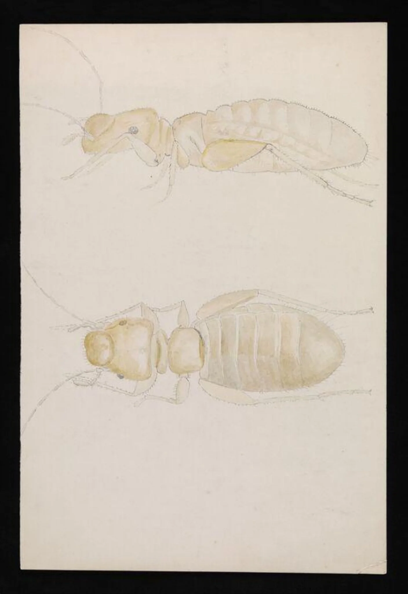 Views of an ant (highly magnified), by Beatrix Potter, watercolor, 1886