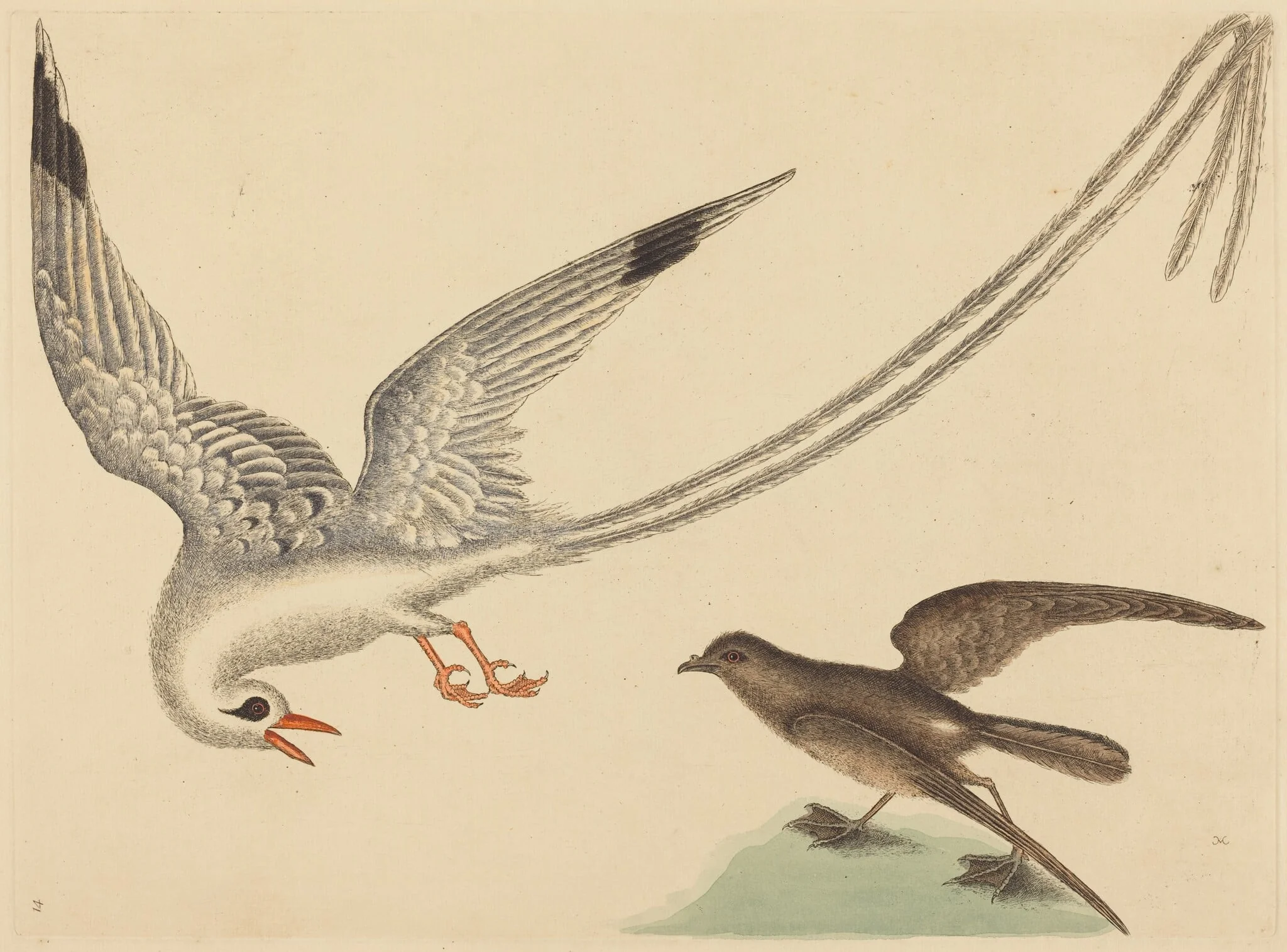 The Rice-bird (Emberiza oryzivora)