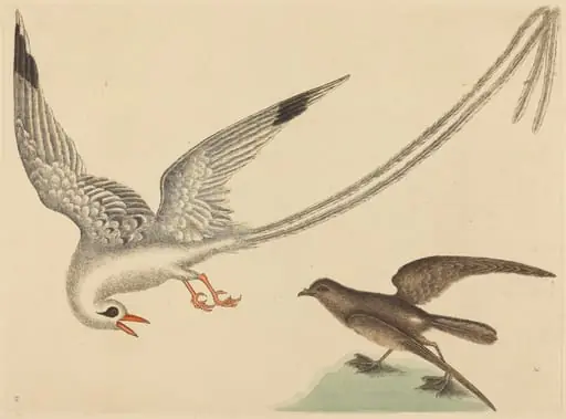 The Rice-bird (Emberiza oryzivora)