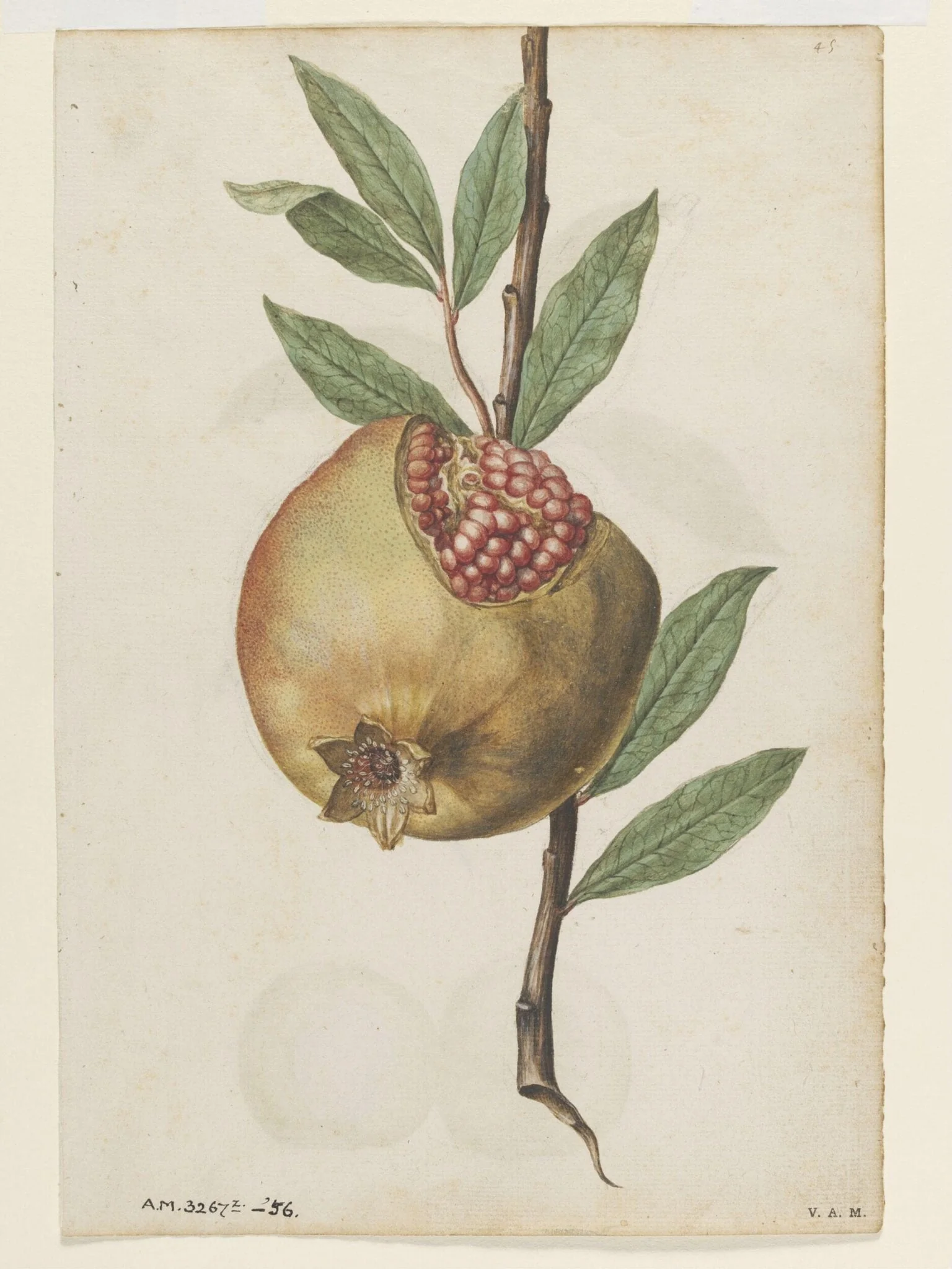 Pomegranate; Peach