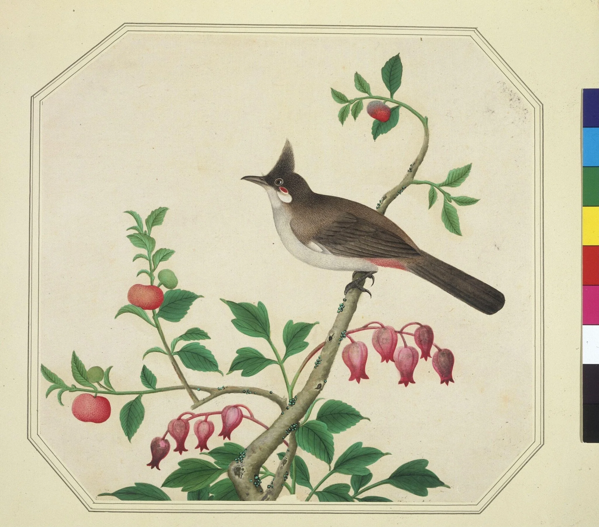 Taiwan Yuhina