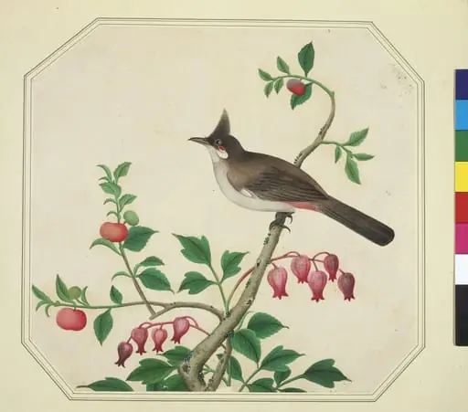 Taiwan Yuhina