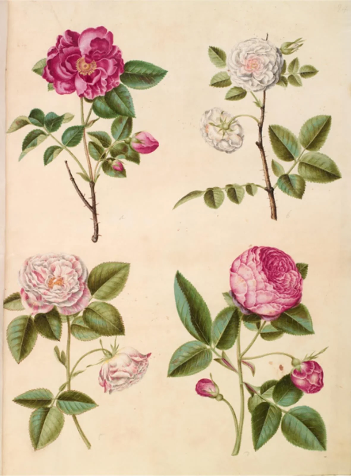 Rosa gallica (apoteker-rose); Rosa ×alba (hvid rose); Rosa gallica (Rosa Mundi); Rosa ×centifolia (centifolie-rose), by Unknown, unspecified, 1654