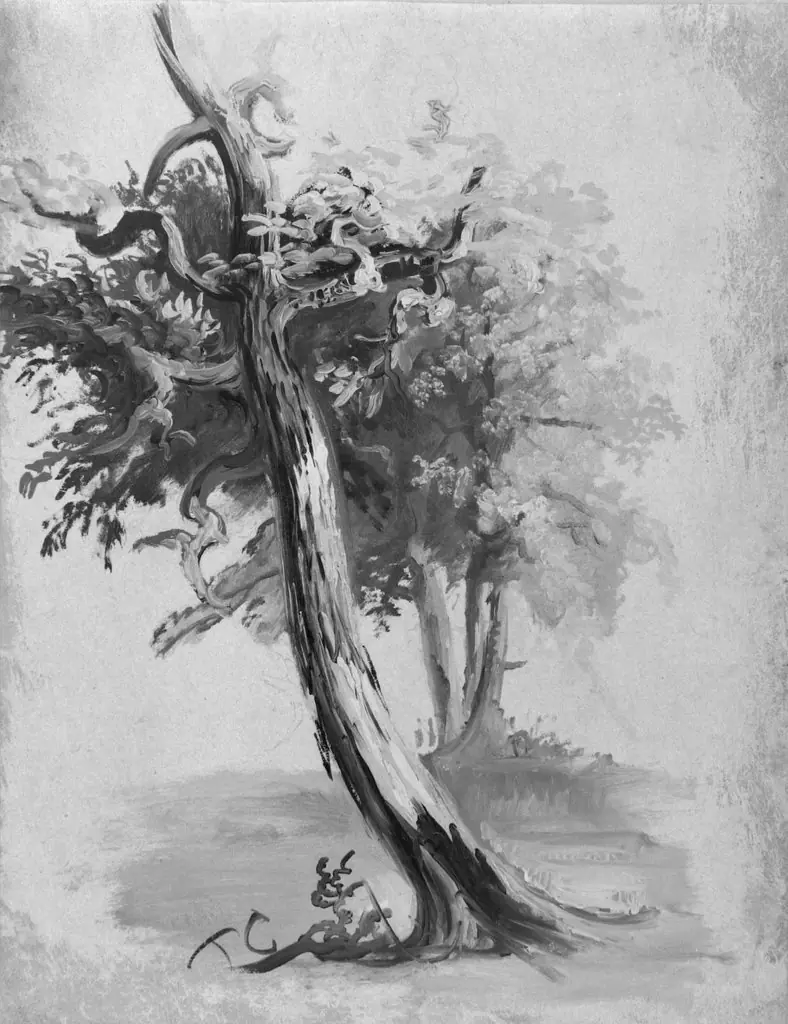 Study of a Tree