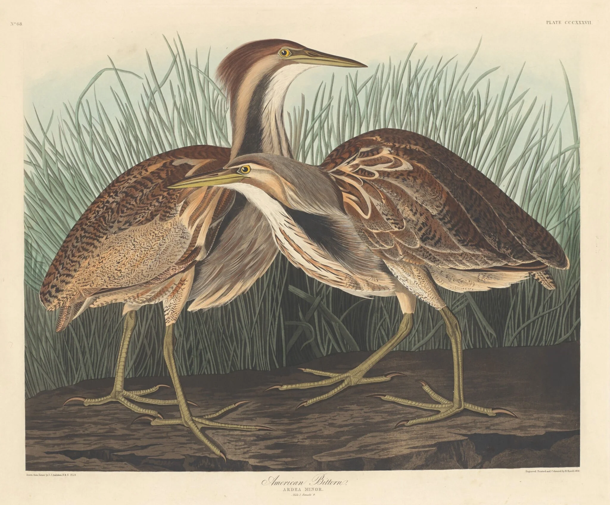 American Bittern, by Robert Havell Jr., ink, 1836