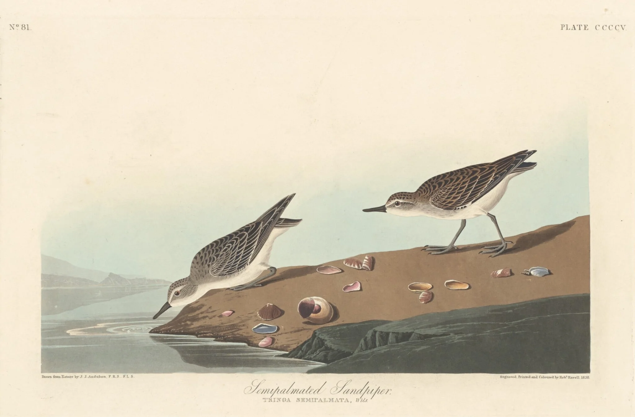 Semi-palmated Sandpiper