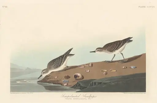 Semi-palmated Sandpiper