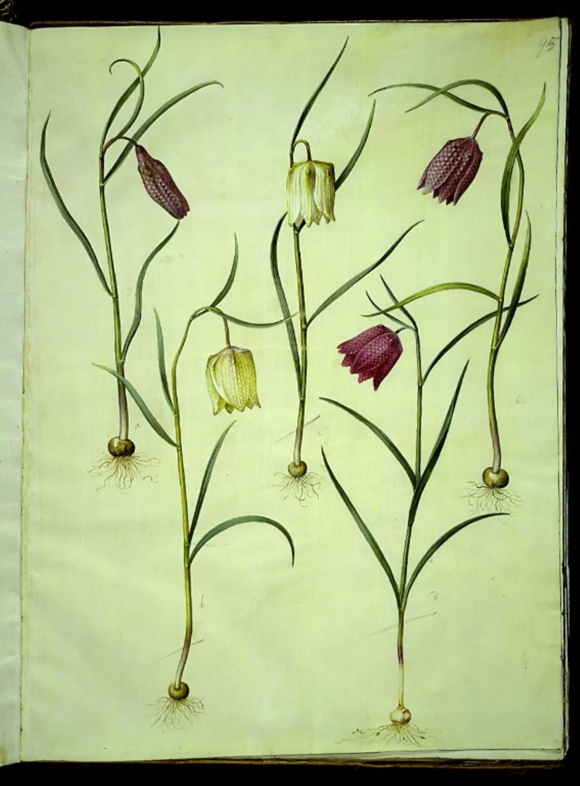 Fritillaria meleagris (almindelig vibeæg), by Unknown, unspecified, 1654