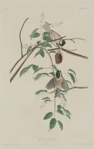 Black-capped Titmouse
