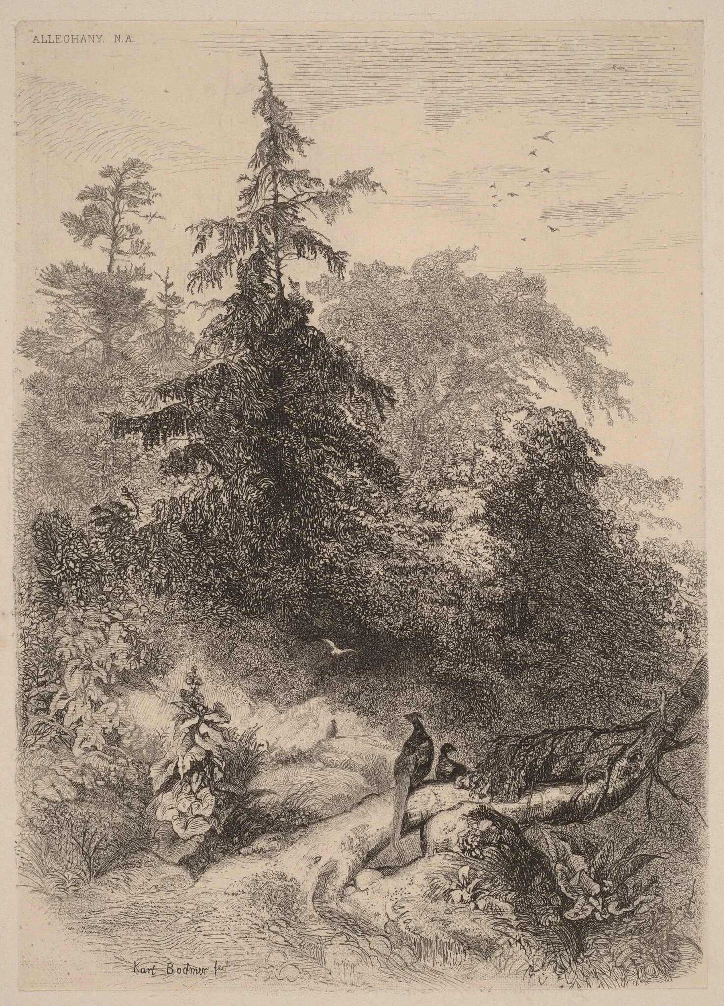 Les Faisans, by Karl Bodmer, ink, 1851