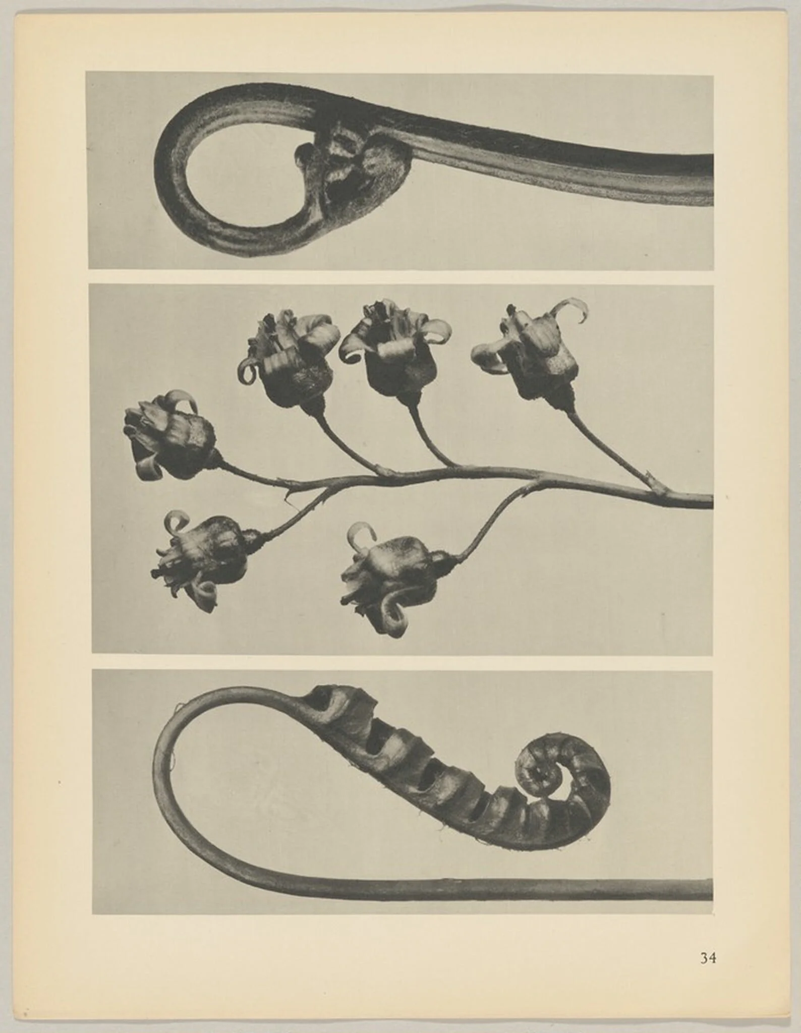 a Polypodium vulgare; b Ribes nigrum; c Pteridium aquilinum