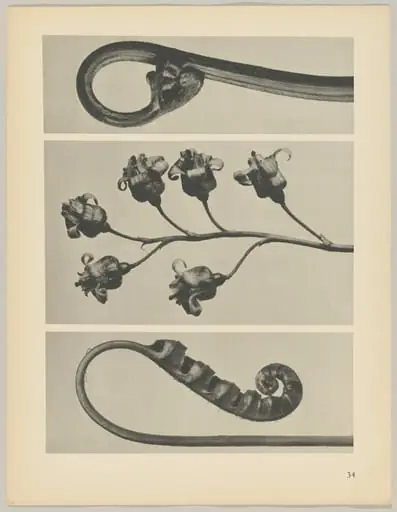 a Polypodium vulgare; b Ribes nigrum; c Pteridium aquilinum