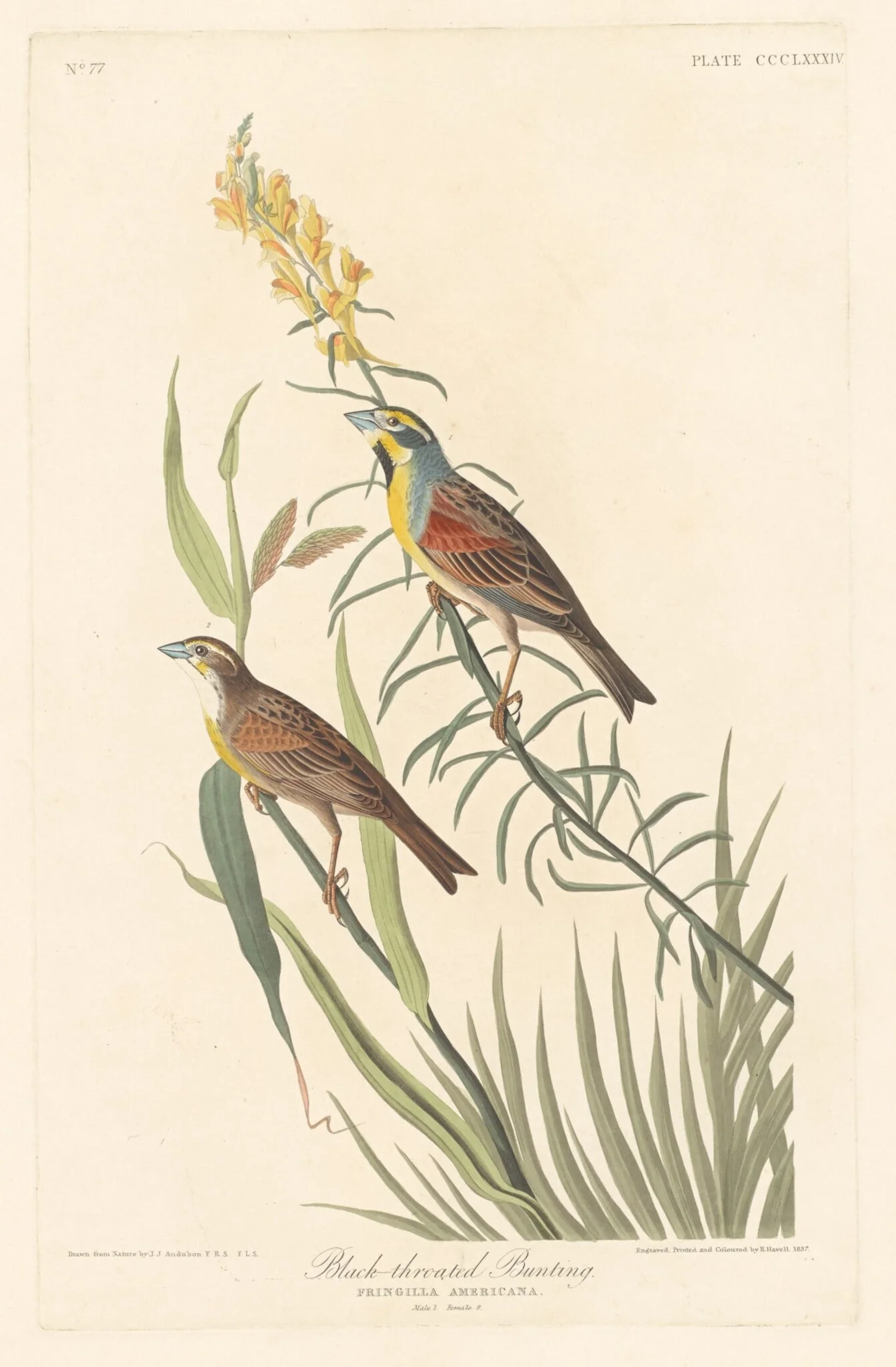 Black-throated Bunting