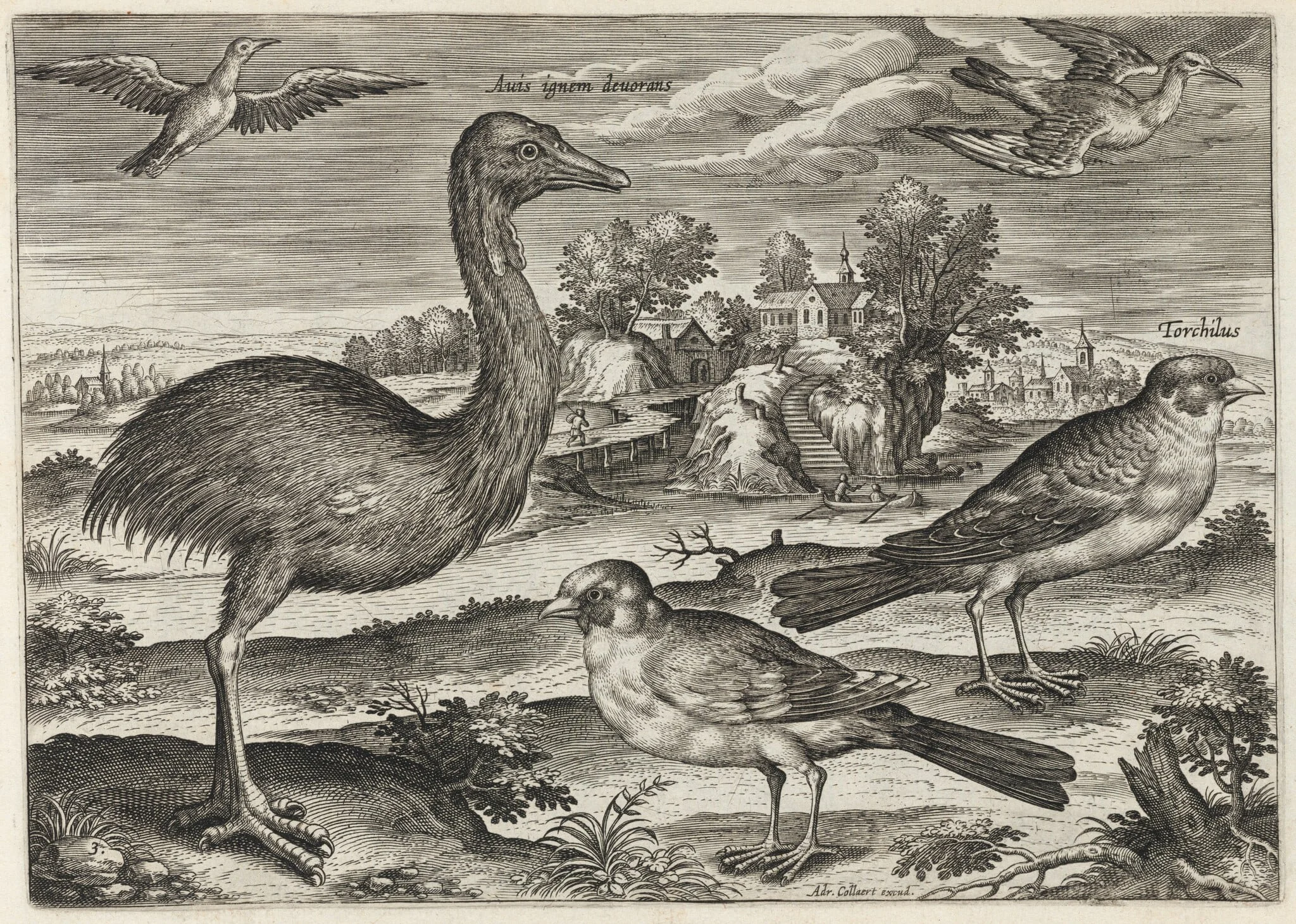 Double-Wattled Cassowary and Finches