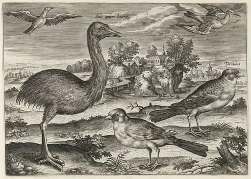 Double-Wattled Cassowary and Finches