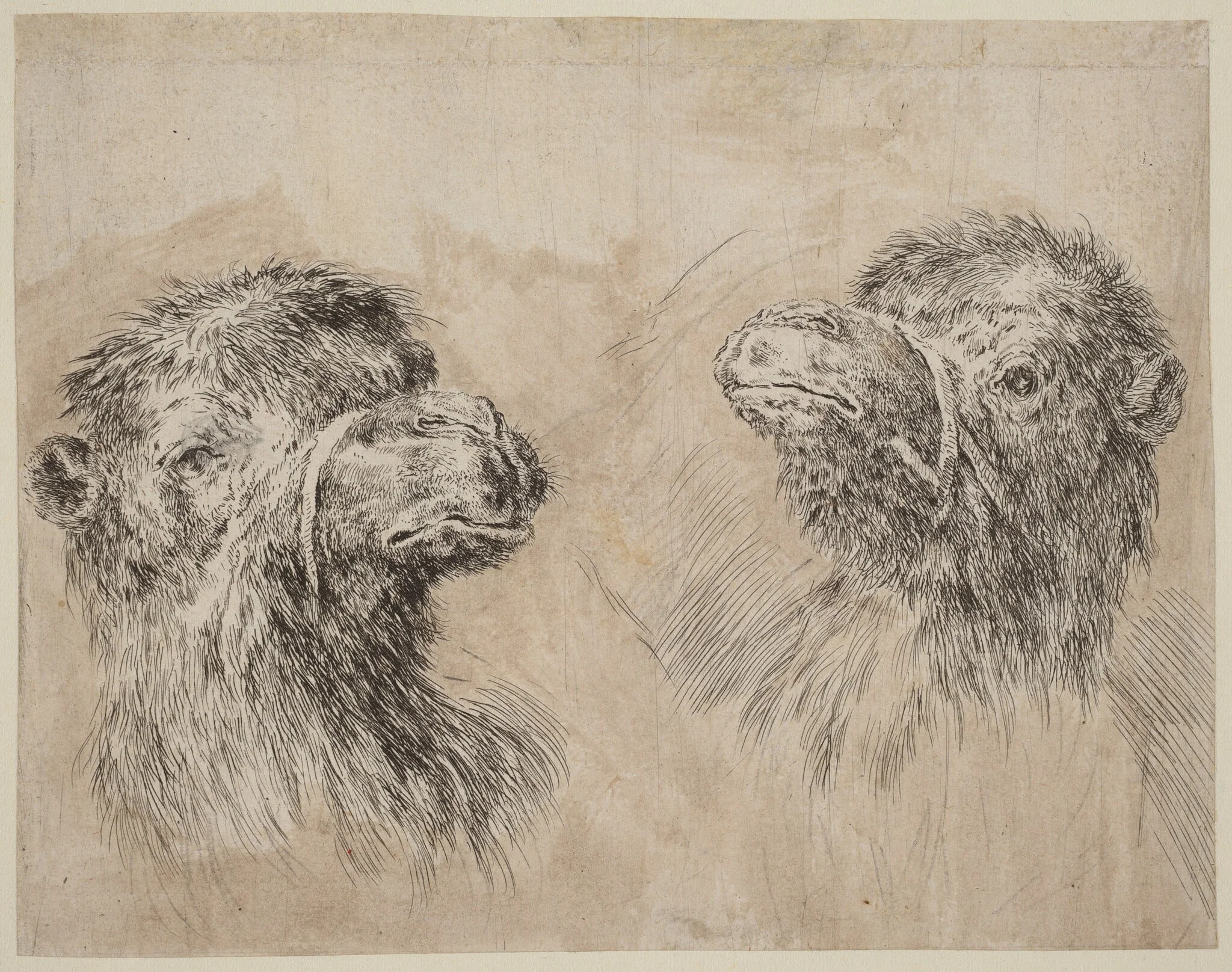 Two Camel Heads [recto], by Stefano Della Bella, chalk, 1649