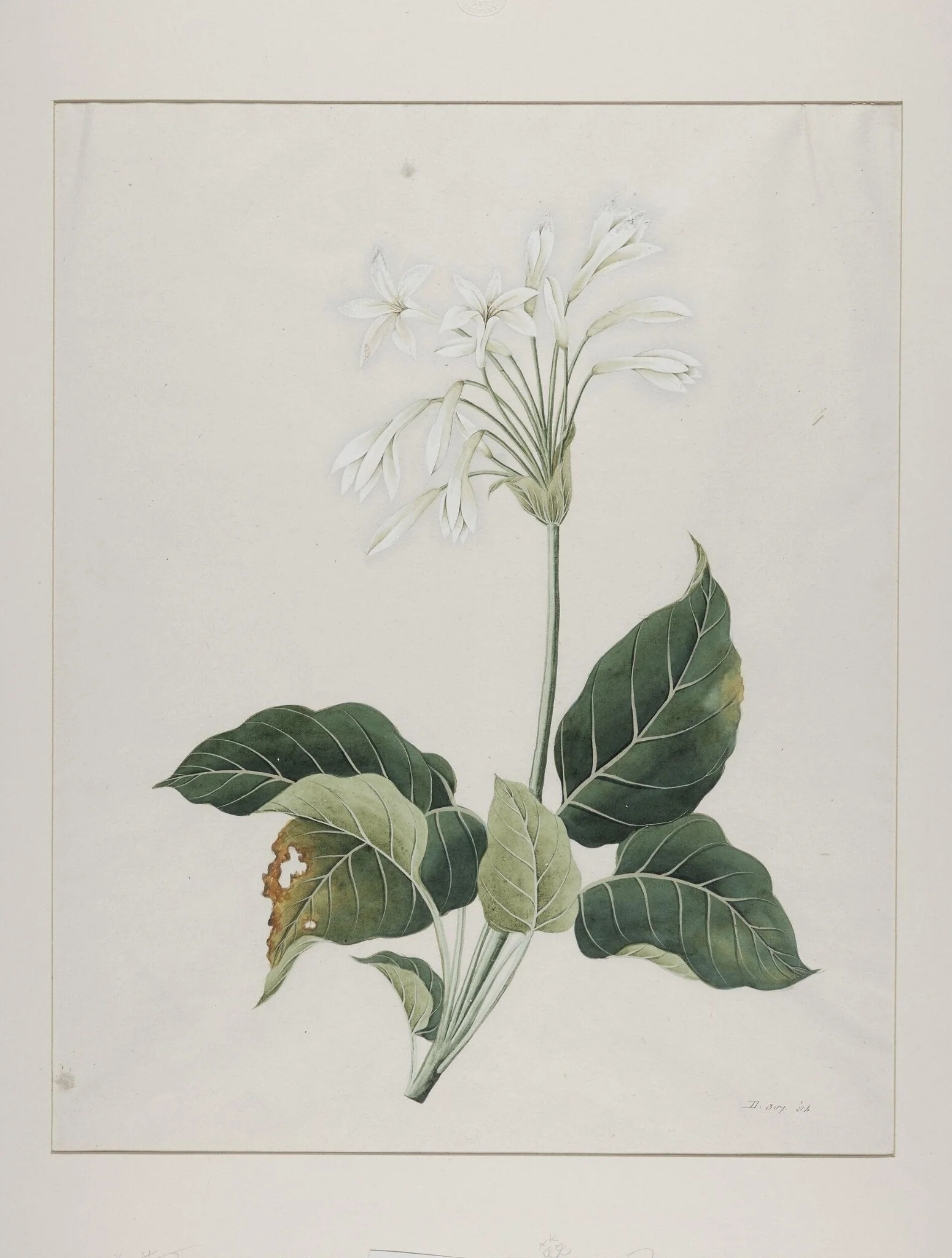 Fragrant plantain lily (hosta plantaginea), yu zan, by Unknown, paint, 1800