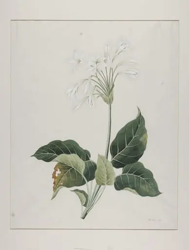 Fragrant plantain lily (hosta plantaginea), yu zan