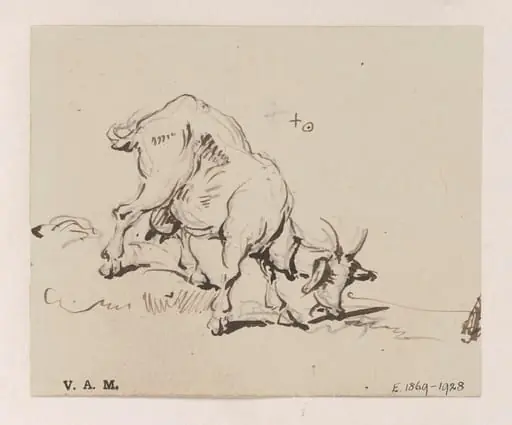 A grazing goat