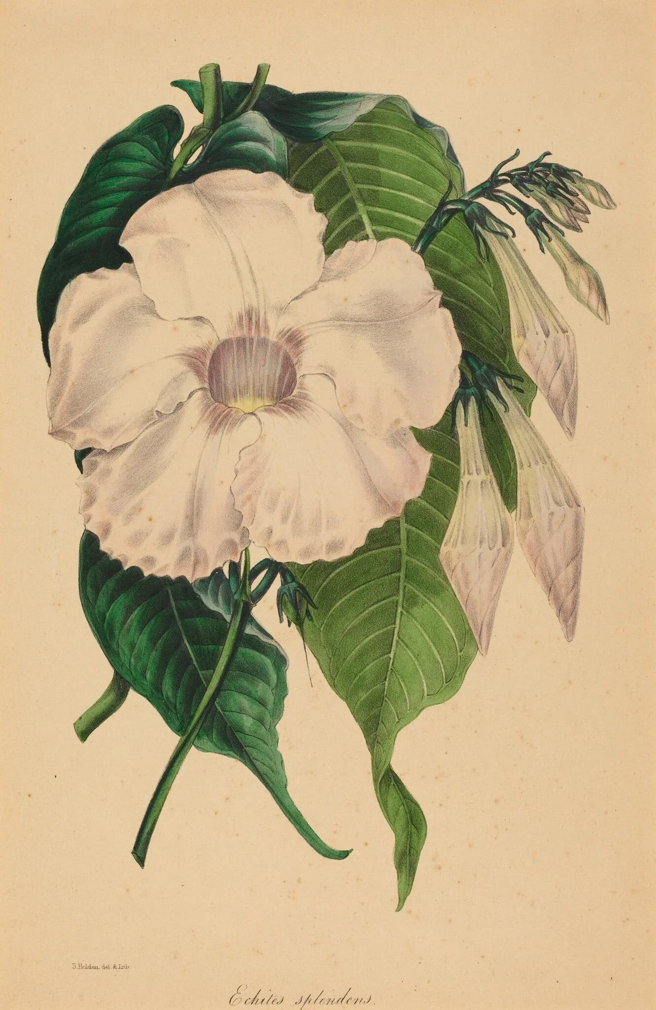 Echites splendens, by Samuel Holden, ink, 1836