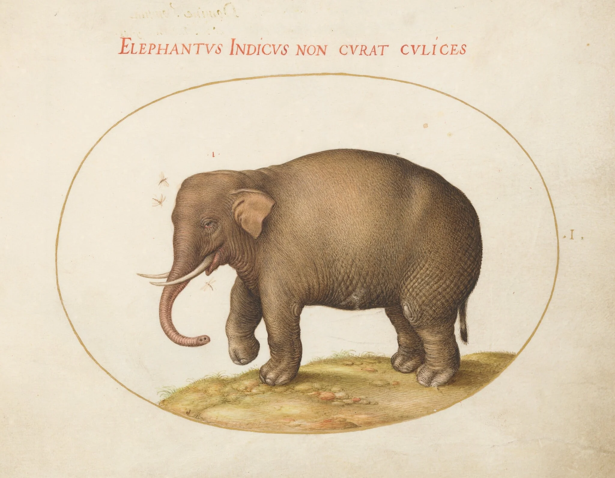 Plate 1: Elephant with Insects, by Joris Hoefnagel, gouache, 1594