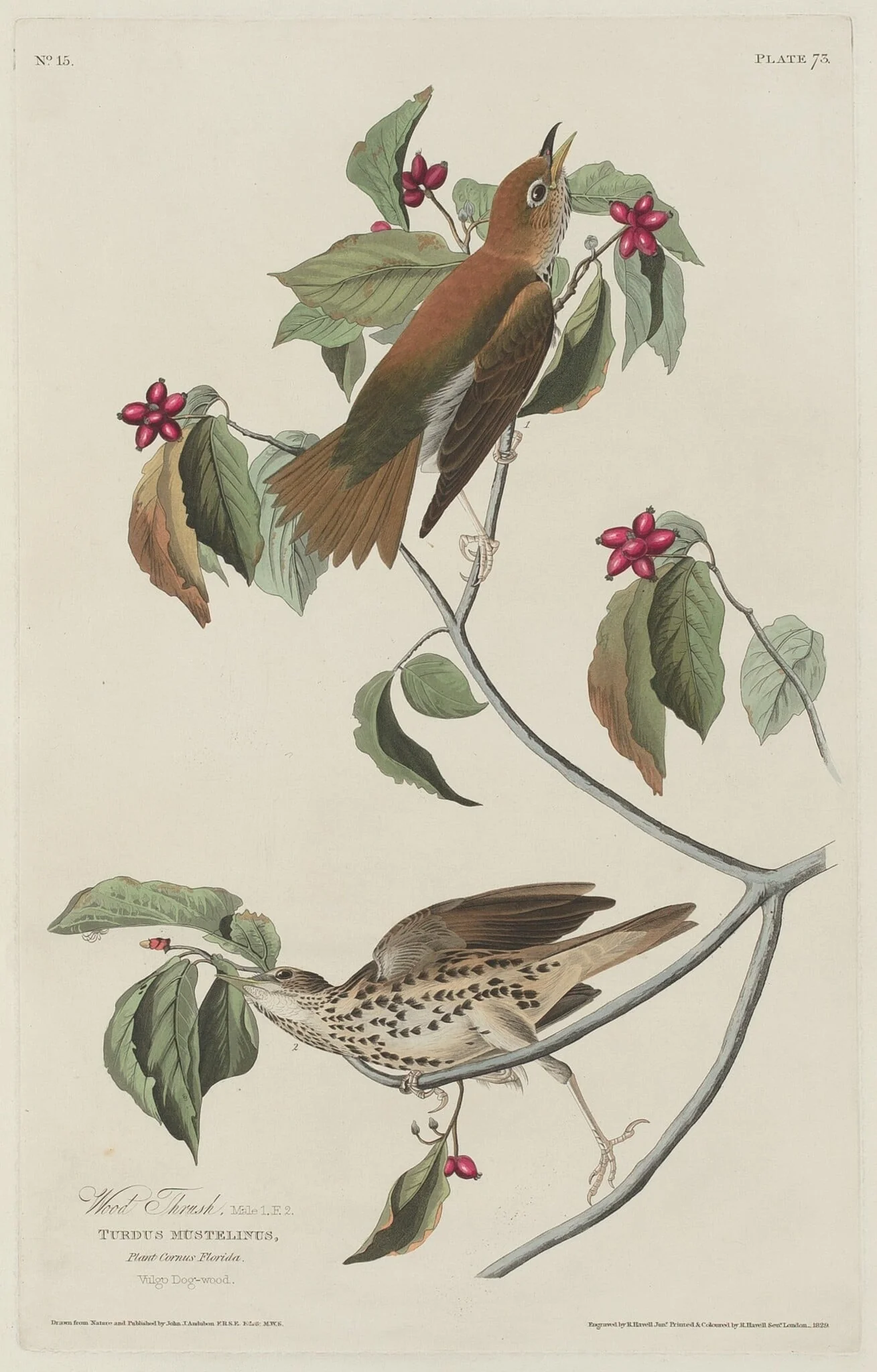 Wood Thrush, by Robert Havell Jr., ink, 1829