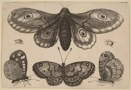 Moth, Three Butterflies, and Two Beetles