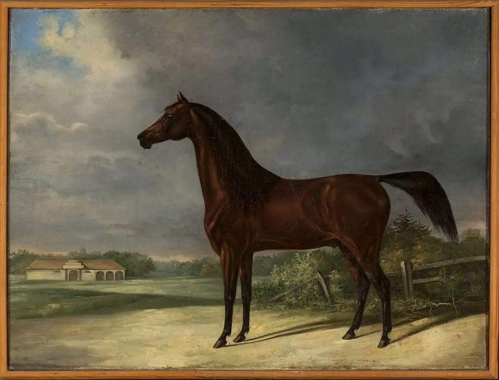 Bay horse