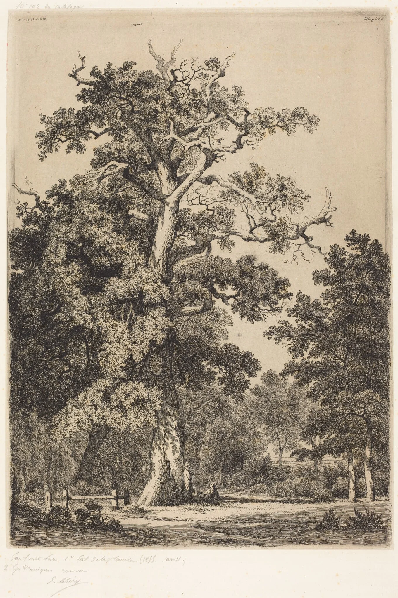 Ancient Oak in the Bois de Boulougne, by Eugène Bléry, ink, 1855