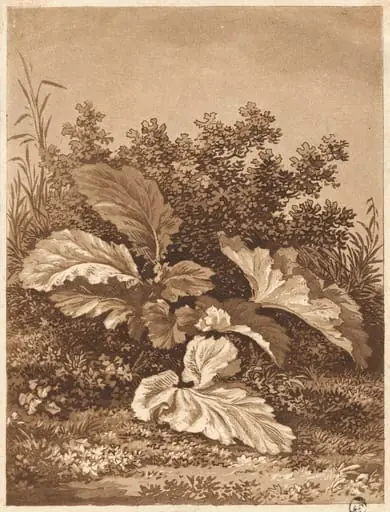 A Study of Leaves