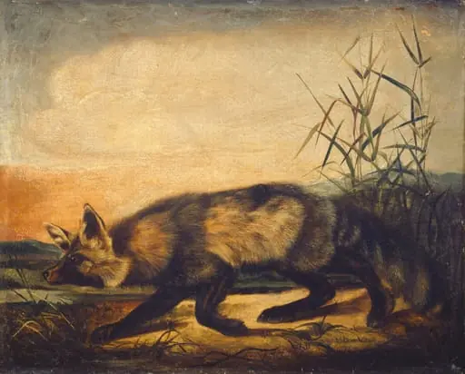 Long-Tailed Red Fox