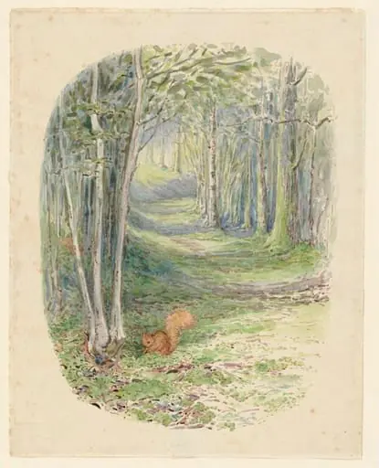 Squirrel in a wood