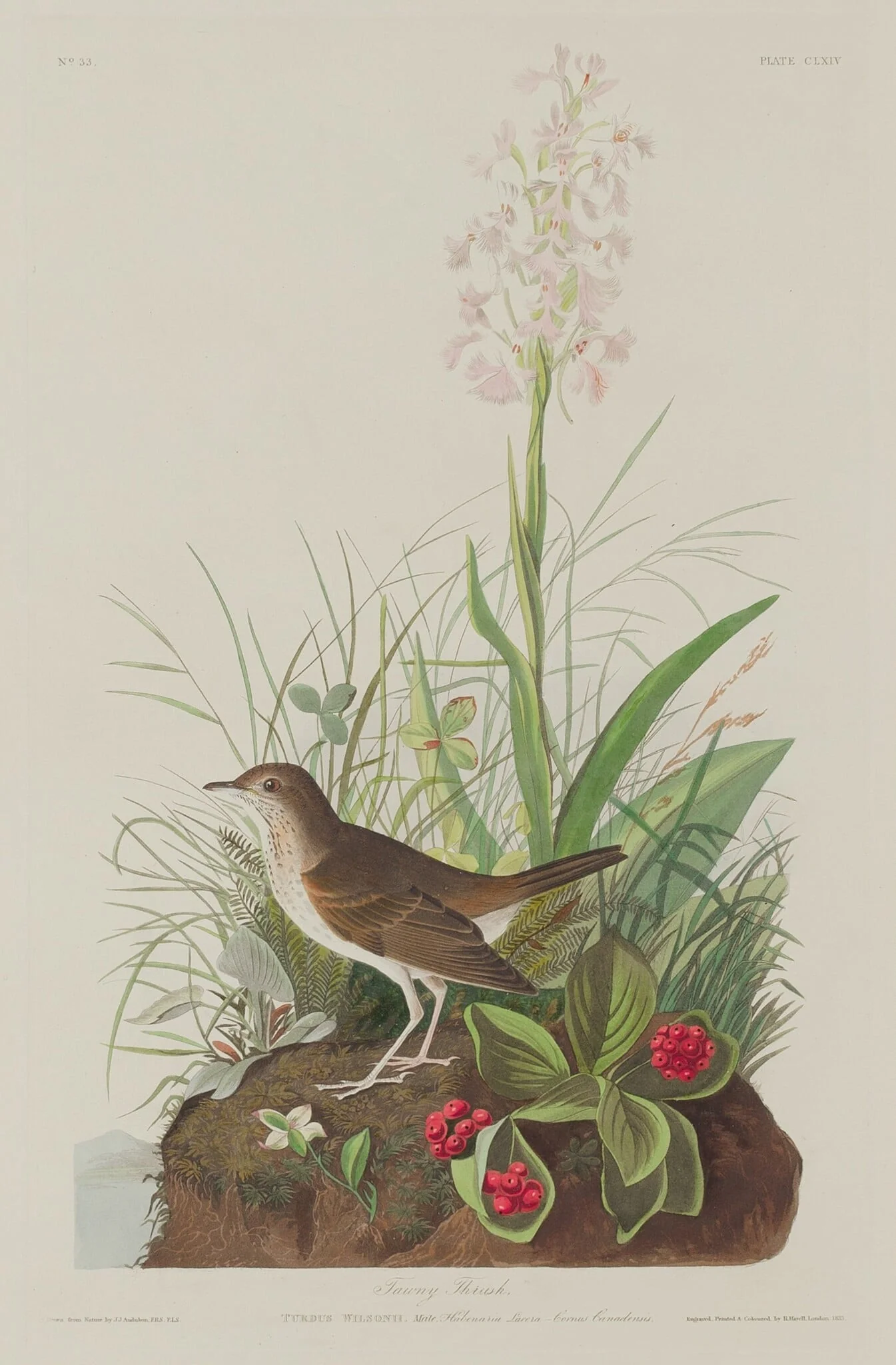 Tawny Thrush, by Robert Havell Jr., ink, 1833