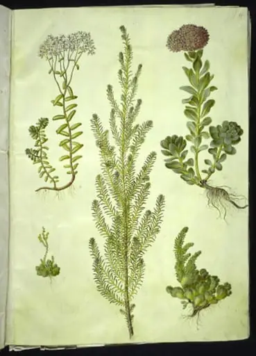 Sedum album (hvid stenurt); Sedum anacampseros (rundbladet stenurt); Sedum (stenurt); Suaeda vera (busk-strandgåsefod); Sedum rupestre (bjerg-stenurt)