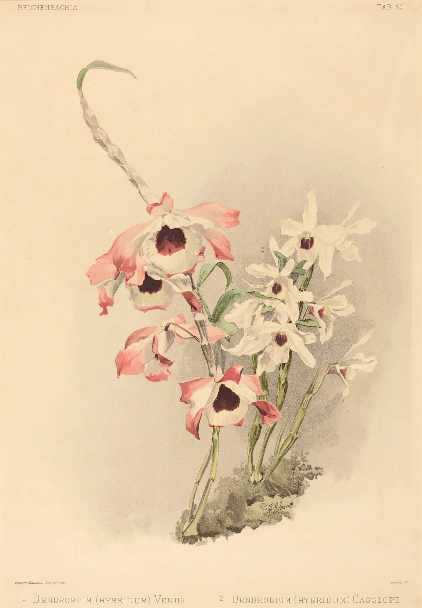 Dendrobium (Hybridium) Venus and Dendrobium (Hybridium) Cassiope, by Joseph Mansell, ink, 1840