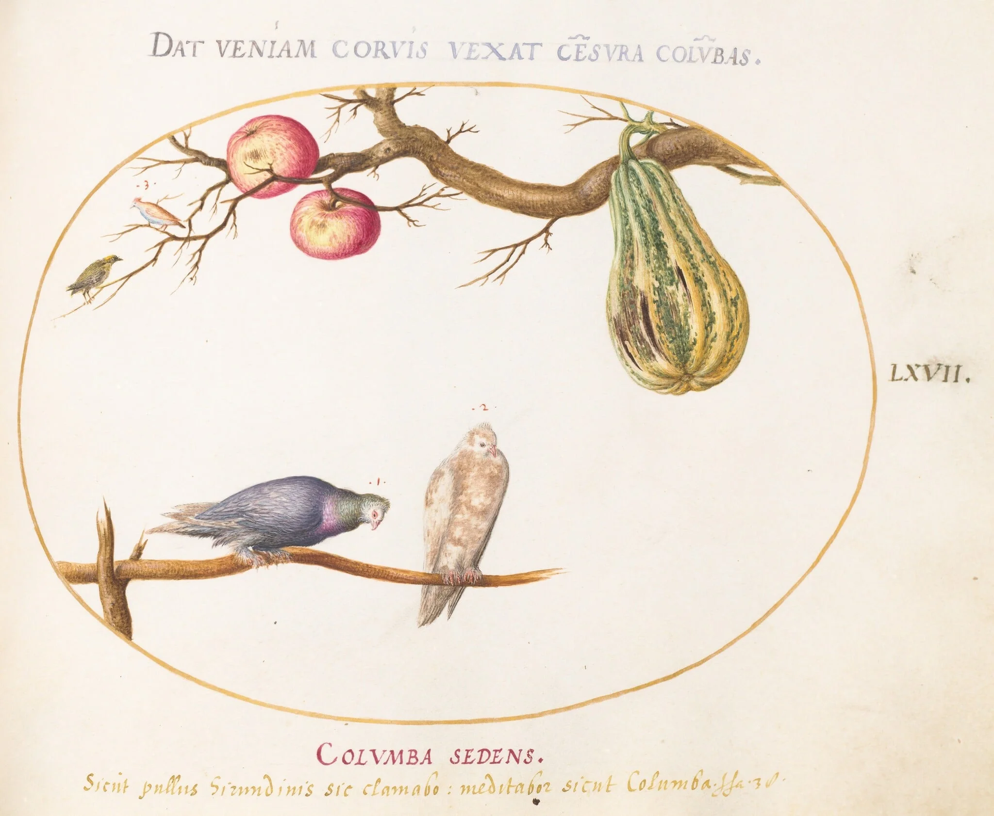 Plate 67: Two Doves beneath a Gourd and Apples