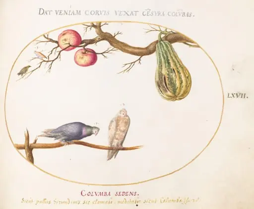 Plate 67: Two Doves beneath a Gourd and Apples