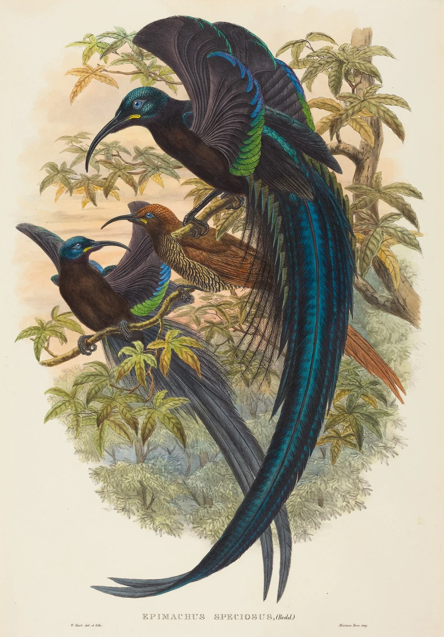 Epimachus speciosus (Sickle-billed Bird of Paradise), by W. Hart, ink, 1874
