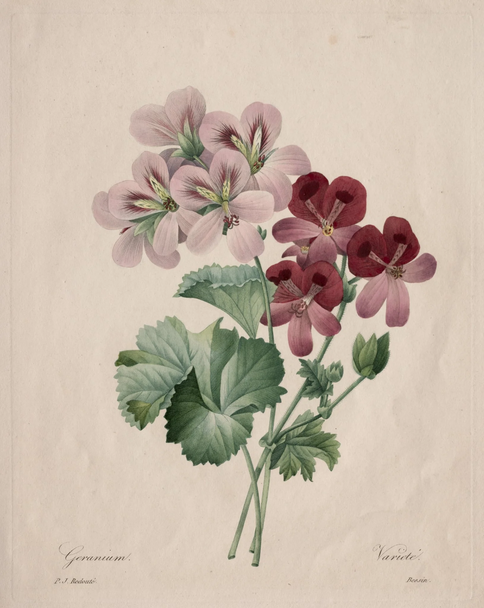 Geranium, by Henry Joseph Redouté, 1827