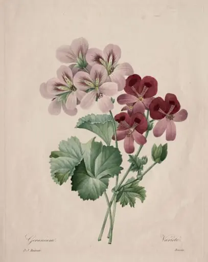 Geranium