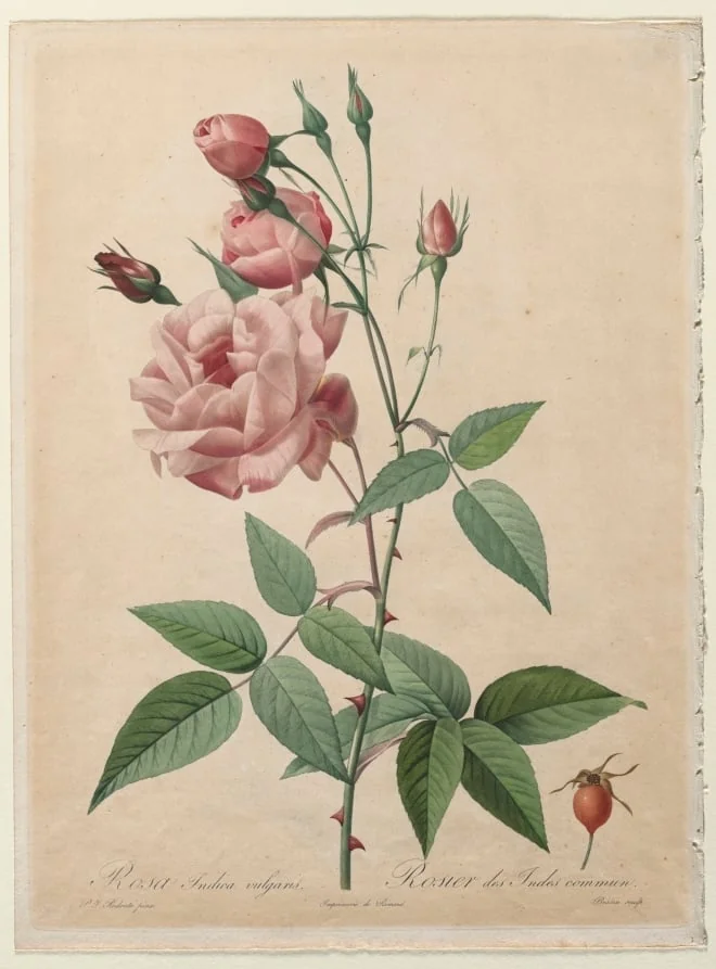 The Roses: China or Bengal Rose, by Henry Joseph Redouté, 1820