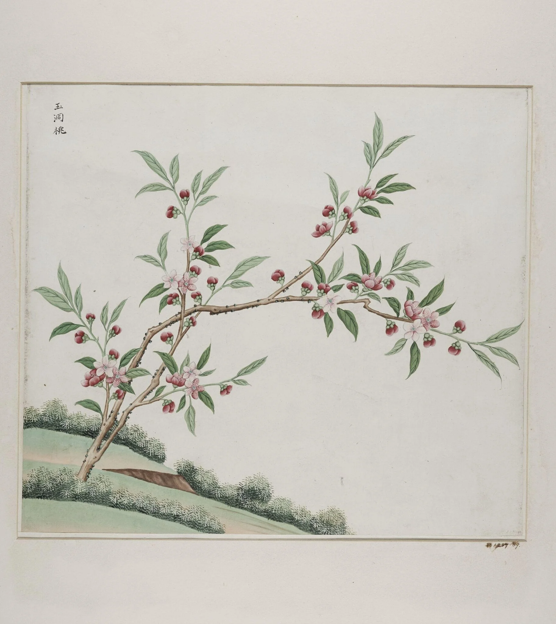 Yu dong tao, by Unknown, paint, 1780