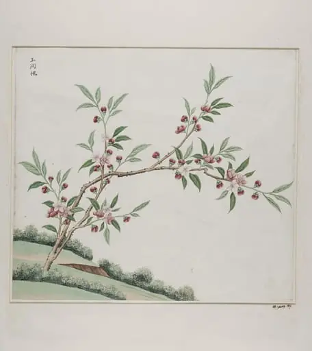 Yu dong tao