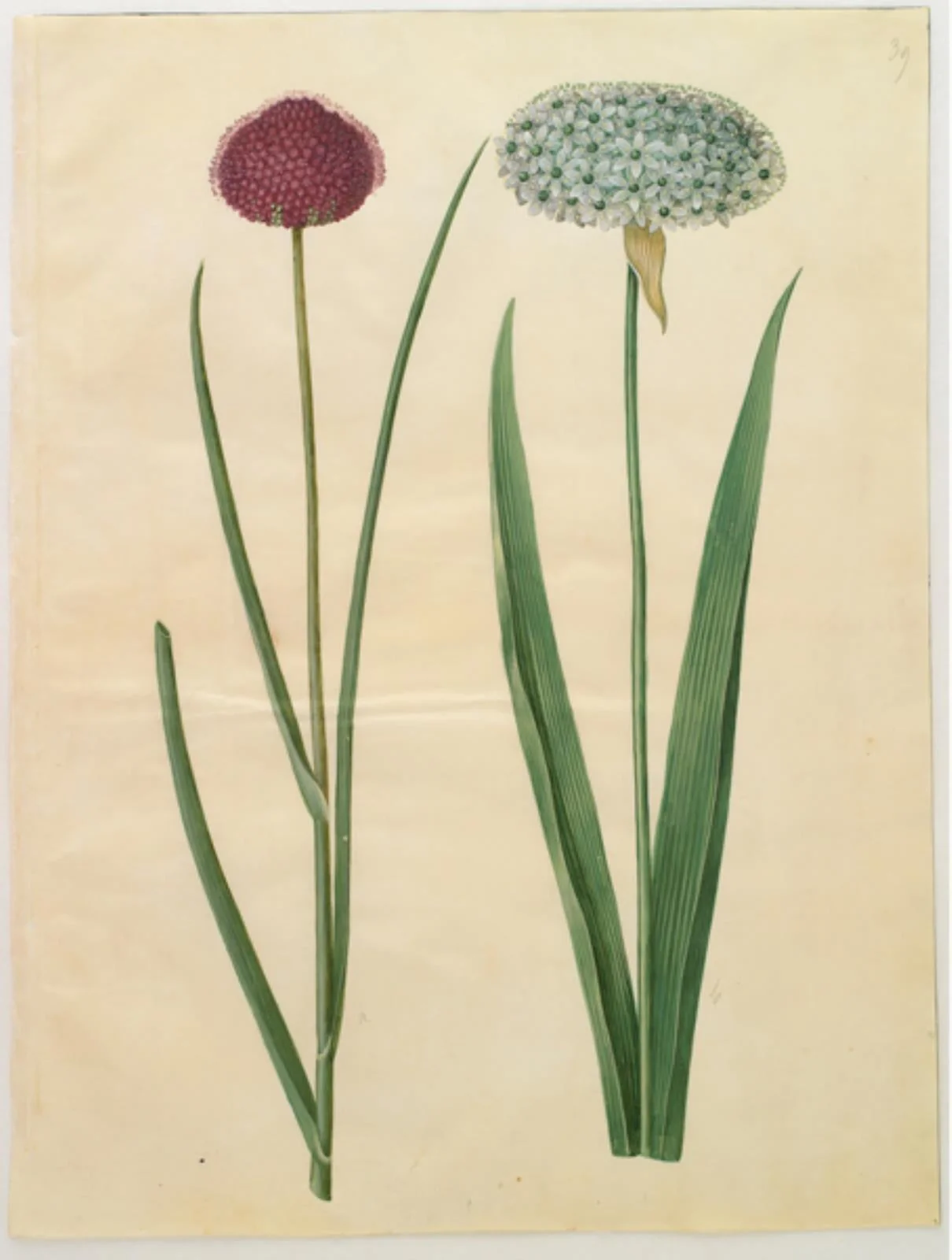 Allium sphaerocephalon (middelhavs-prydløg); Allium nigrum (sort løg)